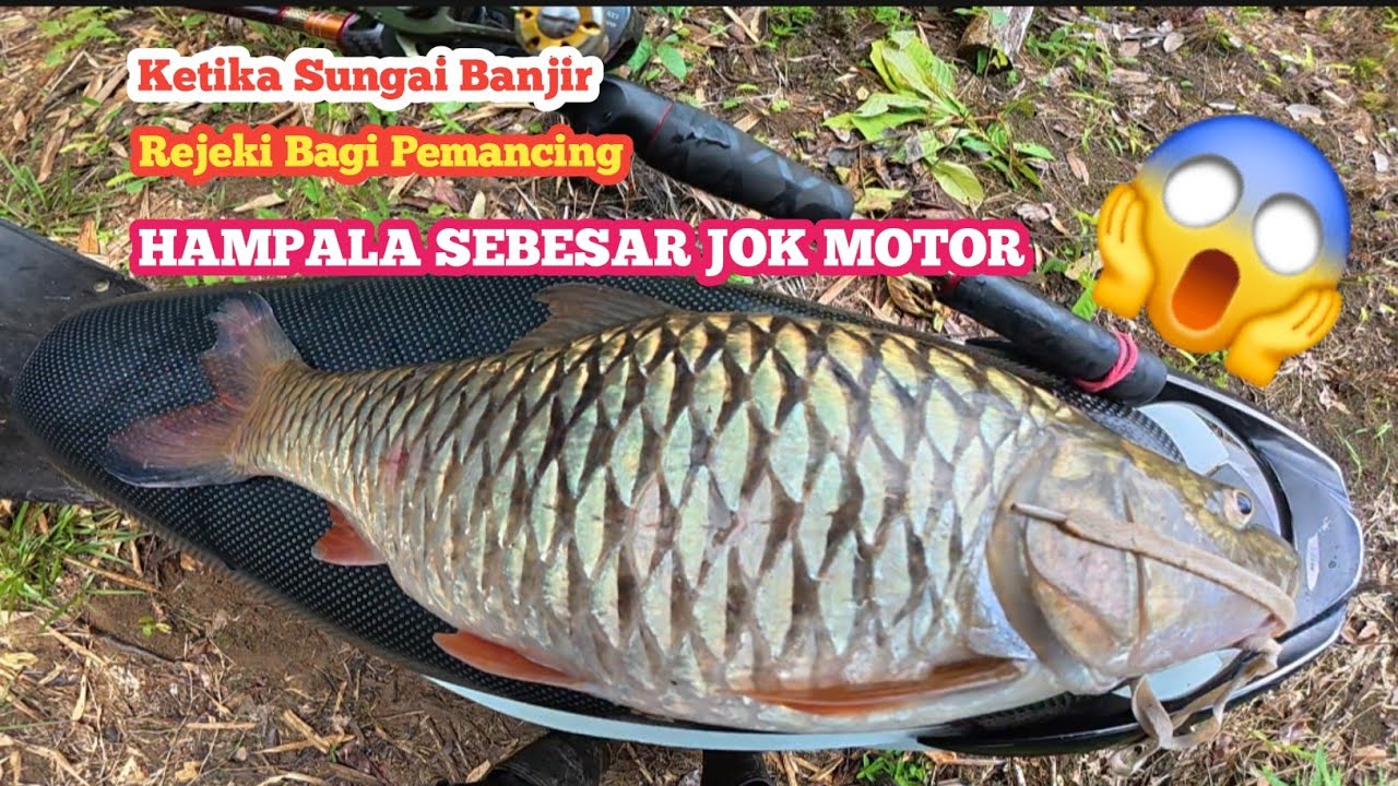 NEKAT MANCING DI SAAT  SUNGAI BANJIR DAN HUJAN DERAS PALAH DAPAT IKAN BESAR.