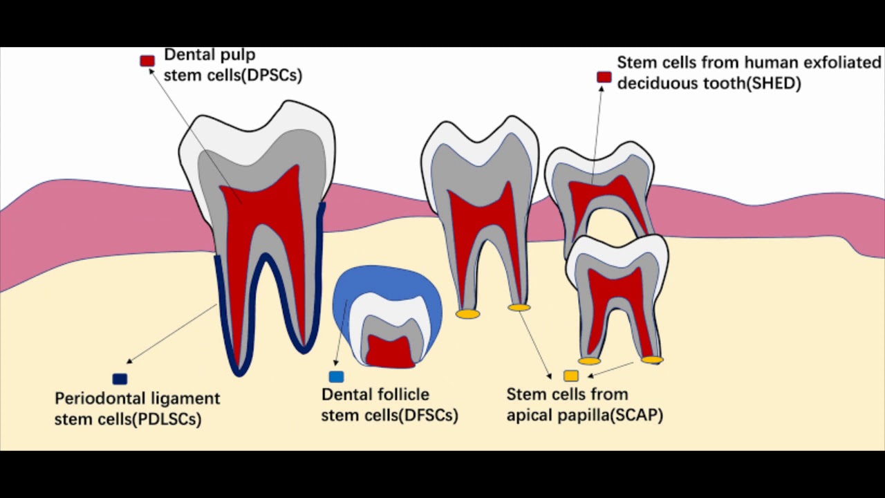 tooth-eruption-theories-and-phases-lecture-youtube