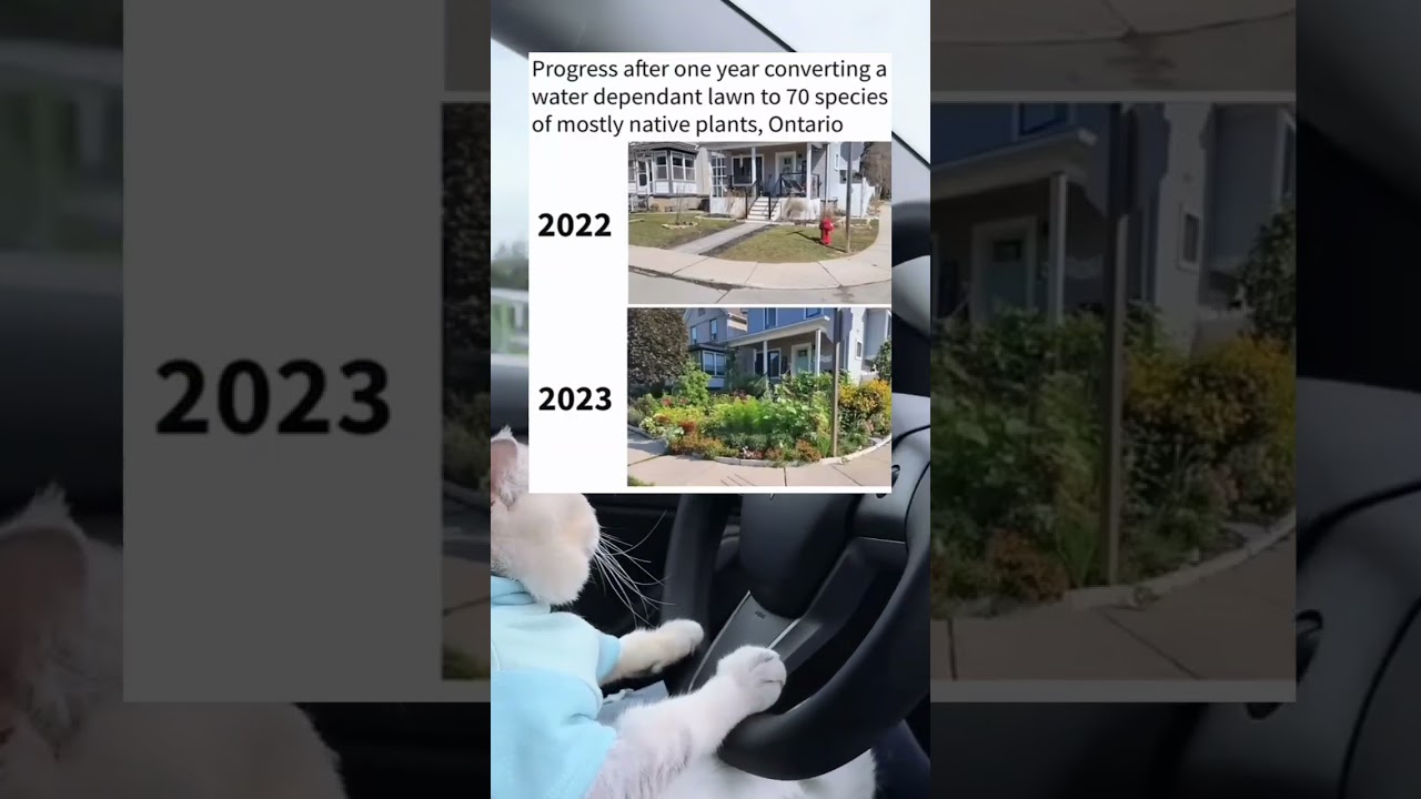 Progress after one year converting a water dependant lawn to 70 species of mostly native plants