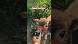 Wait for its reaction... 🥹🐮 #shorts #calf #farmanimals