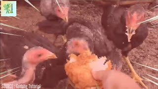 Meme Chicken Eating Kfc