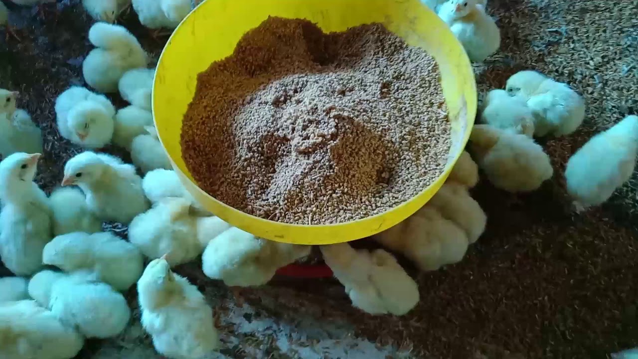 Cara Budidaya Ternak Ayam Pedaging(Chicks) 