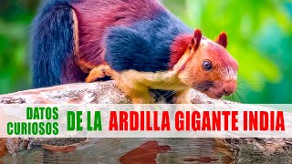 Ardilla gigante india, Ardilla malabar (Ratufa indica) | Datos curiosos de animales