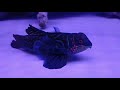 【熱帯魚動画図鑑】マンダリン