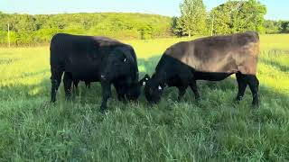 The Cattle Range Listing #605D554