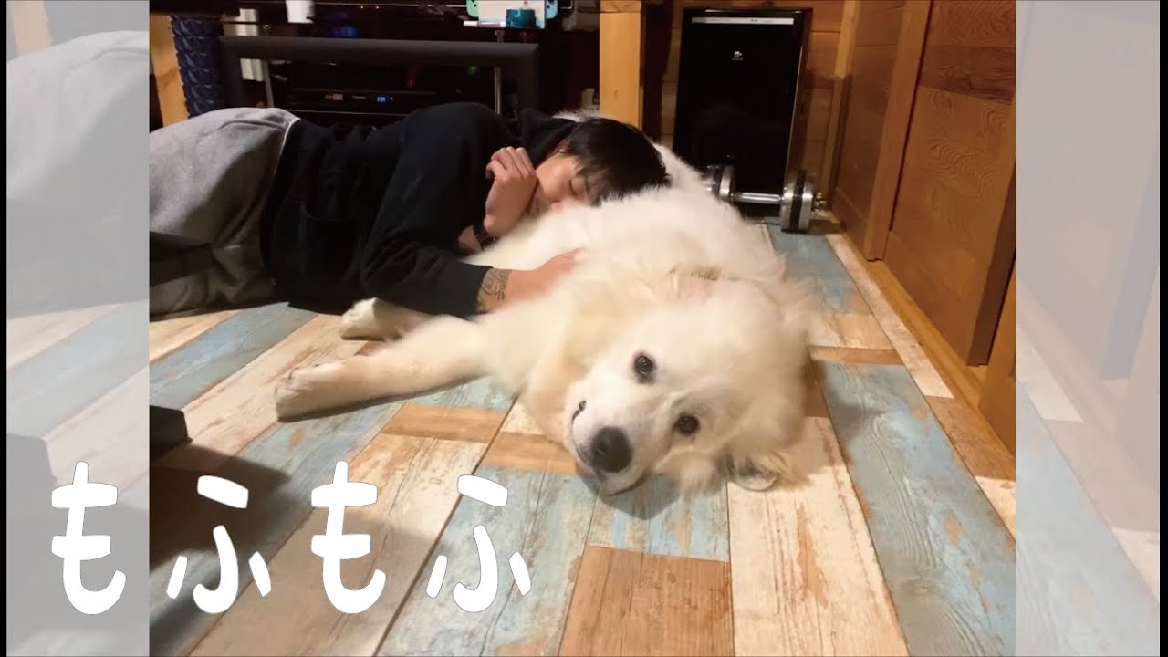 ふわふわ 犬吸いをして癒されるパパと満更でもない超大型犬の子犬 グレートピレニーズ Youtube