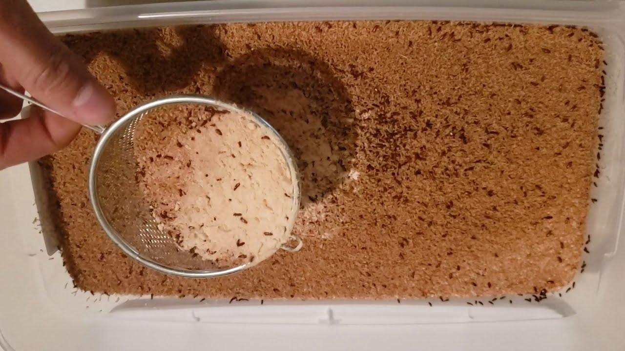 Confused flour beetle Harvesting Culture YouTube