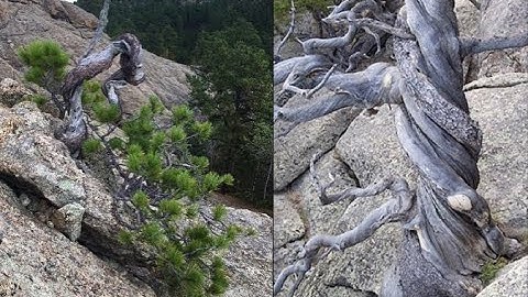 Yamadori: How To Collect Wild Trees