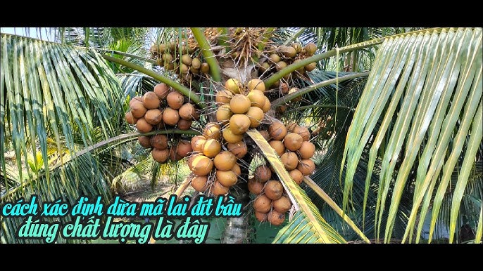 Cây dừa dứa bao lâu ra trái?