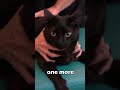 💥 CAT IN PAIN GETS CHIROPRACTIC ADJUSTMENT 🐈‍⬛