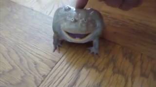 Frog scream but with my shriek (Earrape)