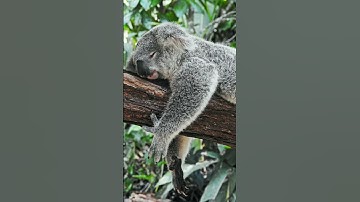 Koala life on forest 🐨🐨 || #video #youtube #shorts #viral #koala #life #music  @animal01lover