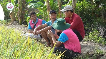 Giải pháp quản lý lúa cỏ, cỏ dại hiệu quả nhất hiện nay