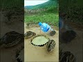 Unique Bird Trap Easy - quail trap #shortvideo #shortvideo