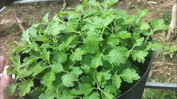 Ngắt đọt lần thứ 3 cho Cúc mâm xôi hàng 5 cơi thời gian và cách thức #cucmamxoi #hoatet #nhavuon 