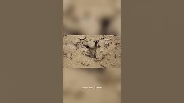 The Ant 17, 18 سورة النمل  #theholyquraninenglish  #quotes #quranictranslation #allahattributes