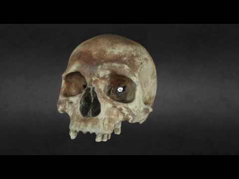 Mary Rose skull - Mary Rose skull