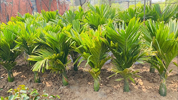 Cau Lùn F1 Đã Giâm Ủ Chờ Khách Đến Rước Lh/Zalo: 0969.450.190 || Cây Hoa Việt