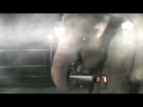 //420 MLG ELEPHANT GETS #REKD (_) B1AZ3 1T\\ - //420 MLG ELEPHANT GETS #REKD (_) B1AZ3 1T\\