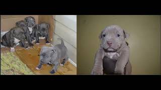 A.B.K.C How to register your American Bully & get you papers back Fast
