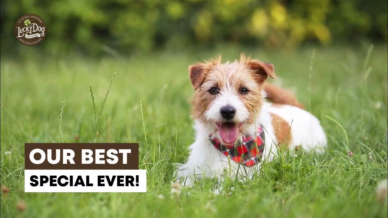 Lucky Dog Cuisine Inc. YouTube