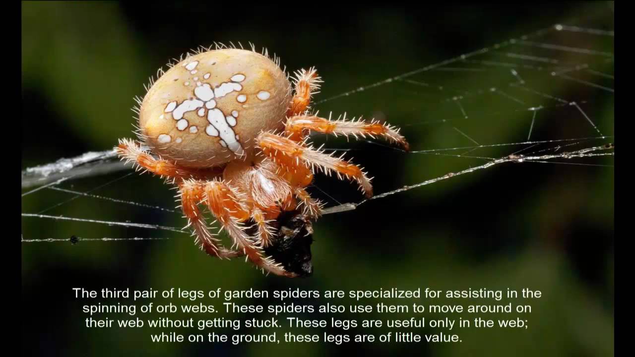 European Garden Spider Cross Spider Araneus Diadematus Youtube