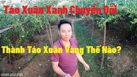 Ghép Mắt Ngủ Táo Xuân Vàng I Nui Doi Luc Ngan 98