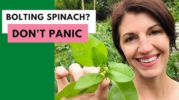 SPINACH BOLTING ! What to Do When Spinach Bolts