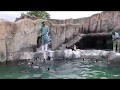 福山市立動物園 フンボルトペンギン の動画、YouTube動画。