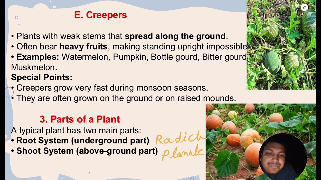 Getting to Know Plants | Class 6 | Science 