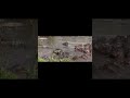 #shorts #zoo #animalsounds #hippo #hippopotamus #crocodile #animals #wildlife #indonesia #indian
