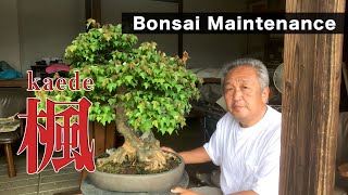 【北盆】〜盆栽の手入れ〜　楓（カエデ）