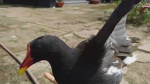 Chim quốc, trích ré, cúm núm white breasted, waterhen bird 0939.316.555