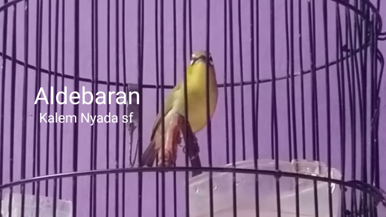 Pleci Pacitan ( los doping ) cocok buat masteran...ROLL TEMBAK