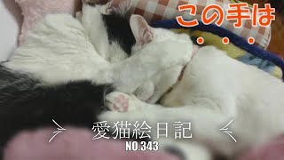 【愛猫絵日記-343】ふたり仲良く寝ています・・・