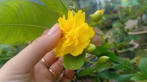 Cúc vip, cúc tiên ông, cúc kem, cúc hoàng đế. 250k/ cặp ( bao ship). 0379640642...17/9/2020