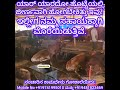 ಯಾರದೋ ಹೊಟ್ಟೆ ಸೇರಿ ಮಲ ಆಗ ಬೇಕಿತ್ತು! ಕೇಳಿಸುತ್ತಿದೆಯಾ ಇವುಗಳ ಮೊರೆ? Kamadhenu Goshale, Nanchar, Udupi Dt