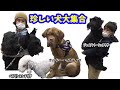 珍しい犬と戯れてみた!