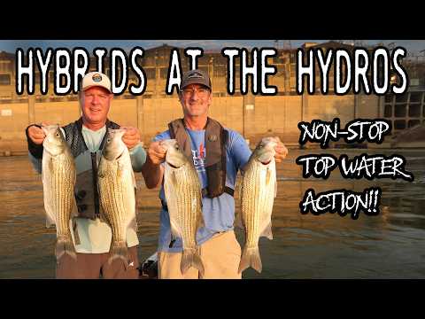 Hybrids at the Hydros | Topwater Hybrid Striped Bass Fishing