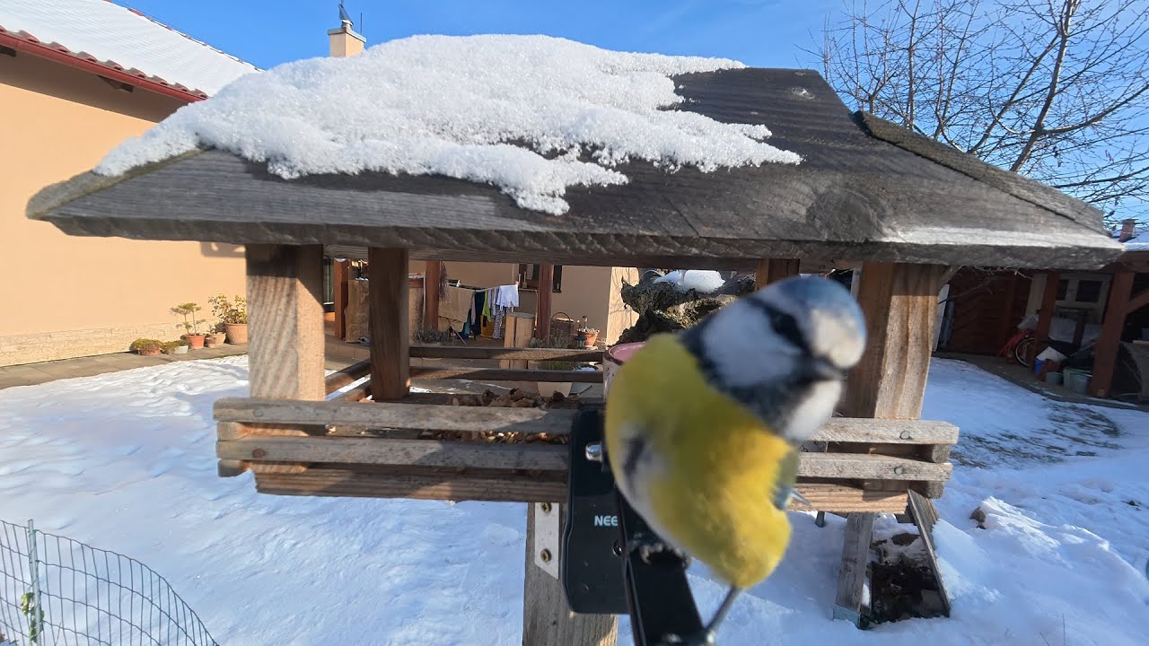 Garden Birds Feeding Station | Blue Tit, Great Tit & Blackbird (7 Minutes)