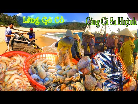 Video Bến Cảng Sa Huỳnh Tấp Nập Hải Sản Tươi Ngon,Làng GÒ CỎ... - youtube