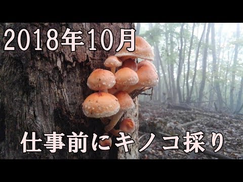 18年10月 朝活キノコ採り Youtube