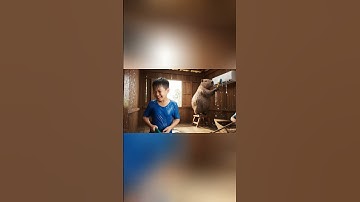 Capy rửa máy lạnh  #capybara