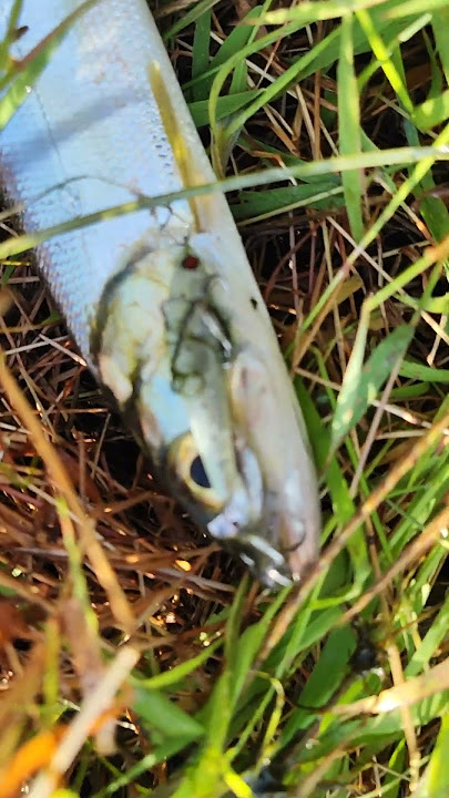 wenak wenak wenak payus we get big #mancingcoiii #fishing #mancingceria #fish #fypシ゚viral
