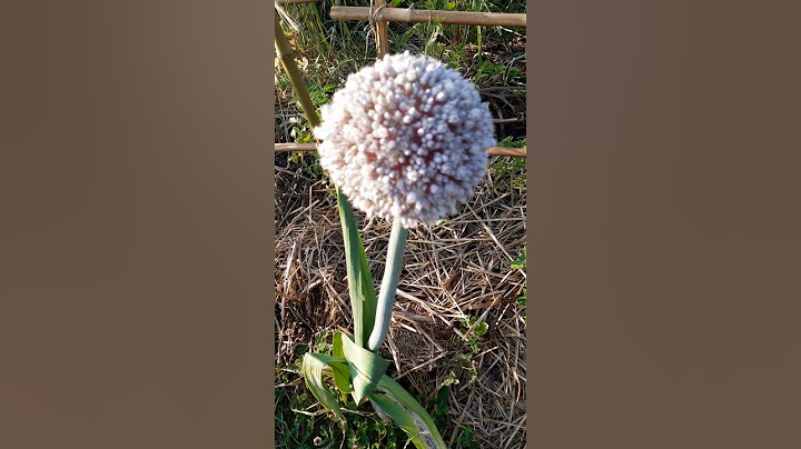 La belle fleur du plus gros poireau 🤭 afin de garder ses  graines....