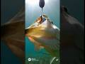 Fish spy 360 | Tools for Fools 🧰 not Milwaukee Tools 🛠️ AI parody and slop