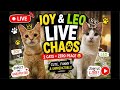LIVE Cat Chaos with Joy &amp; Leo 🐾😂