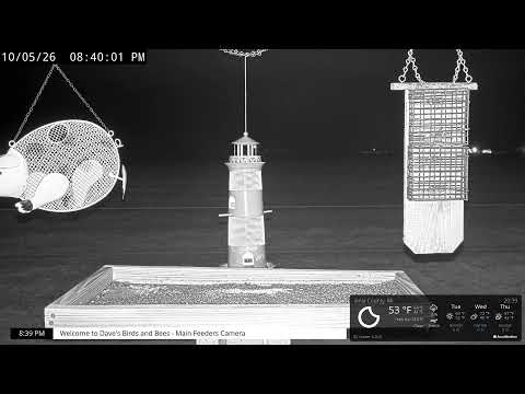 密西根州鳥類餵食器 4K攝影機來源預覽