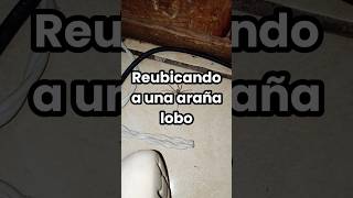 Reubicación de araña lobo #reubicación #fauna #medioambiente #arañas #biólogo #fyp #shorts #tutorial