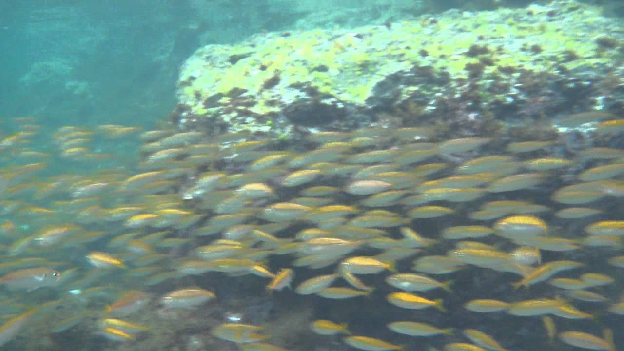 福井県の和田浜：魚何百匹が遊んできた！ Fish at Wada beach in Fukui Prefecture - YouTube